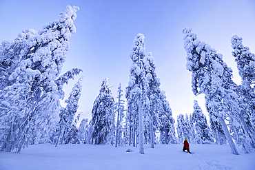 A girl admires the beauty of the snowy woods during a cold winter day, Rovaniemi, Finland, Europe