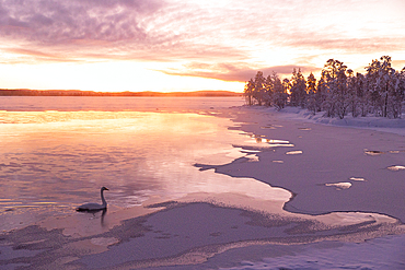 A swan swims in the frozen lake during an amazing winter sunrise in Muonio, Finland, Europe