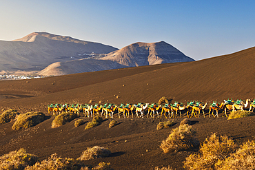 Camel ride at sunrise in Timanfaya National Park, Yaiza, Tinajo, Las Palmas, Lanzarote, Canary Islands, Spain, Atlantic, Europe