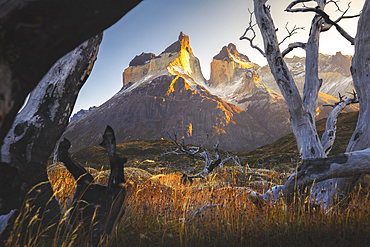 Cuernos del Paine framed in dead trees during sunrise, Torres del Paine NP, Ultima Esperanza, Region de Magallanes y de la Antartica Chilena, Patagonia, Chile, South America