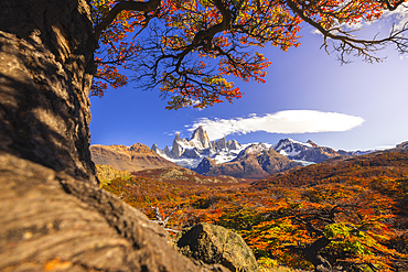 Fitz Roy mountain framed by autumn trees during sunrise, El Chalten, Parque Nacional Los Glaciares, Santa Cruz, Patagonia Argentina, Argentina, South America