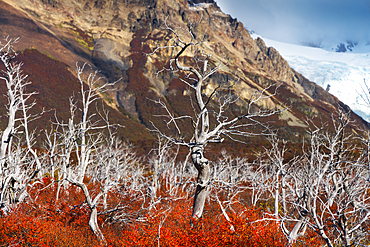 Cerro Torre glacier and autumn trees near Laguna Torre, El Chalten, Parque Nacional Los Glaciares, Santa Cruz, Patagonia Argentina, Argentina, South America