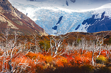 Cerro Torre glacier and autumn trees near Laguna Torre, El Chalten, Parque Nacional Los Glaciares, Santa Cruz, Patagonia Argentina, Argentina, South America