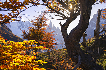 Cerro Torre mountain framed by autumn trees during sunset from Laguna Torre, El Chalten, Parque Nacional Los Glaciares, Santa Cruz, Patagonia Argentina, Argentina, South America
