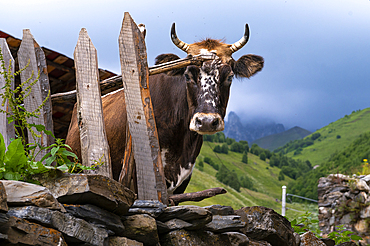 A local cow in a remote village nestled into the Caucasus mountains, Svaneti, Georgia, Central Asia, Asia