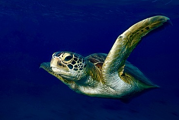 Green turtle swimming in the blue of Mayotte lagoon Indian Ocean