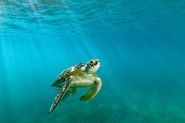 Green turtle swimming in the lagoon of Mayotte Indian Ocean