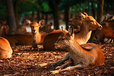 Deer gather in the shady forest of Nara Park, a natural sanctuary blending wildlife and lush greenery.