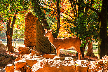 A serene deer resting amid the peaceful forest setting of Nara Park, showcasing its natural beauty and calm demeanor.