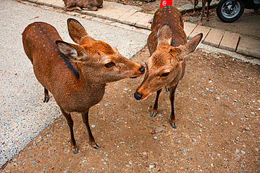 Two playful deer engaging with one another in Nara Park, known for its harmonious blend of nature and wildlife.