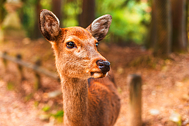 Peaceful Deer in the Forest, Nara