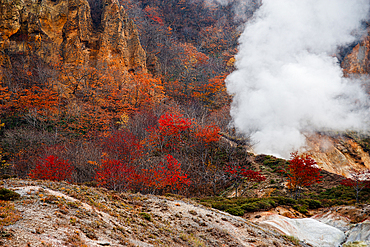 Steep walls, autumn gold and red trees with steam from a volcanic hot spring, Hell Valley, Noboribetsu, Hokkaido, Japan, Asia