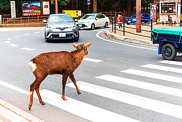 A wild deer walking on a crosswalk in Nara, blending seamlessly with urban life. Nara is famed for its friendly, free-roaming deer.