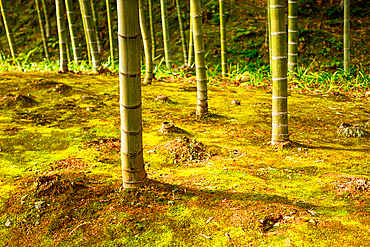 Serene bamboo grove growing on a lush mossy forest floor at Tenryū-ji Temple in Kyoto, Japan