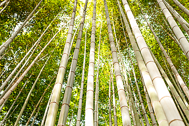 Towering bamboo trees forming a natural canopy in the Arashiyama Bamboo Forest, a must-visit spot in Kyoto.