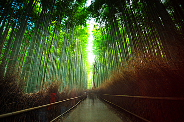 Long exposure of Visitors strolling along the iconic path of Arashiyama Bamboo Grove in Kyoto, surrounded by tall, lush bamboo stalks. Japan