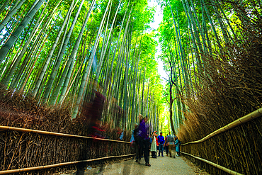 Long exposure of Visitors strolling along the iconic path of Arashiyama Bamboo Grove in Kyoto, surrounded by tall, lush bamboo stalks. Japan