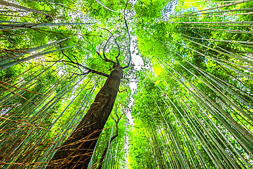 Arashiyama bamboo grove in Kyoto Japan