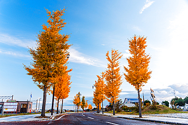 Beautiful alley of golden ginkgo trees in autumn, Aomori, Honshu, Japan, Asia