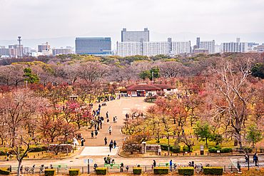 Overlooking the winter park Forest of Memorial Trees, Ōsakajōkōen, Osaka Castle, Osaka, Kansai, Japan