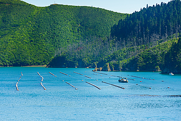 Fish farms on the coast. Coastal view of Queen Charlotte Sound Marlborough Sounds New Zealand with blue water