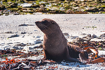 Fur Seal Sitting Upright Among Seaweed and Rocks on the Shore of Kaikoura Peninsula, New Zealand