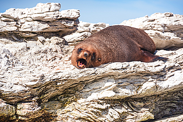 Close-Up of Fur Seal Resting with Yawn on Limestone Outcrop at Kaikoura Peninsula, New Zealand