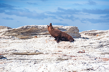 New Zealand Fur Seal Stretching on White Rock Surface Under Blue Sky at Kaikoura Peninsula, New Zealand