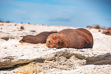 New Zealand Fur Seals Resting on Sunlit White Rock Ledges Along Kaikoura Peninsula Coast, New Zealand
