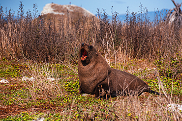 New Zealand Fur Seal Yawning While Resting in Wild Vegetation on Kaikoura Peninsula, New Zealand