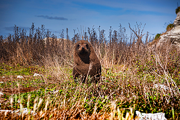 New Zealand Fur Seal Pup Sitting in Coastal Grass on Kaikoura Peninsula, New Zealand