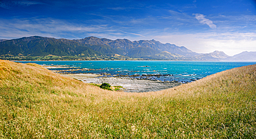 Golden Coastal Grass Sloping Toward Turquoise Sea with the Seaward Kaikoura Range in the Background, Kaikoura Peninsula, New Zealand