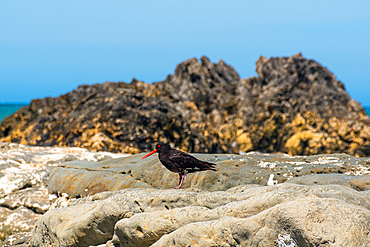 Variable Oystercatcher Standing on Weathered Coastal Rock with Dark Volcanic Outcrops at Ward Beach, Marlborough, New Zealand