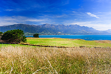 Rolling Grasslands Meeting the Turquoise Coastline with Seaward Kaikoura Range in the Background, New Zealand