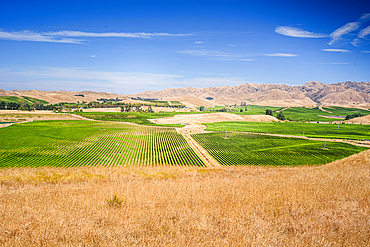 Panoramic Landscape of Vineyards and Dry Rolling Hills in the Marlborough Wine Region Near Blenheim, New Zealand