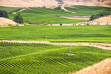 Vast Green Vineyard Fields with Frost Protection Windmills Set Against Dry Hills Near Blenheim, Marlborough, New Zealand