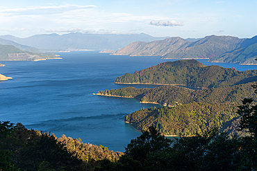 Overlook Toward Fitzroy Bay with Layered Peninsulas and Deep Blue Sea from French Pass Scenic Route, Marlborough Sounds, New Zealand
