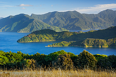 Lush Native Forests and Coastal Headlands Overlooking Calm Waters in French Pass, Fitzroy Bay with islands of Brightlands Bay, Marlborough Sounds, New Zealand