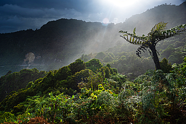 Sunlight Breaking Through Rainforest Canopy Over Misty Hills in Paparoa National Park, West Coast, New Zealand