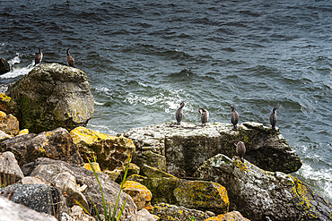 Group of Shags and Seabirds Perched on Lichen-Covered Rocks Above Tasman Sea Near Hokitika, West Coast, New Zealand