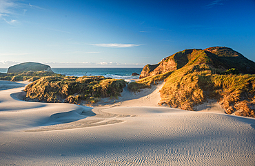 Curved Sand Dunes and Sea Stacks at Sunrise on Remote Wharariki Beach, Golden Bay, South Island, New Zealand