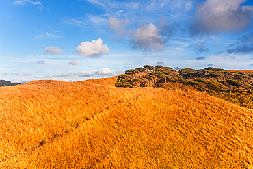 Bright Blue Sky Over Sunlit Golden Tussock Hills and Rugged Outcrop, Rural New Zealand Landscape