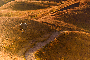 Lone Sheep Grazing on Curved Dirt Path Through Golden Hillscape at Sunrise, New Zealand Backcountry