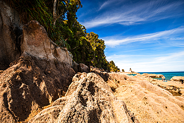 Textured Coastal Rocks and Forest Edge at Low Tide, Abel Tasman National Park, South Island, New Zealand