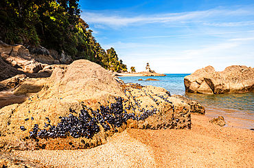 Golden Sand Beach with Mussel-Covered Rocks and Calm Bay Waters, Abel Tasman National Park, New Zealand