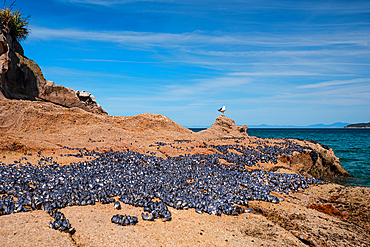 Rocky Beach with Mussel Beds and Scenic Coastal View at Kaiteriteri, Abel Tasman National Park, New Zealand