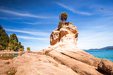 Distinctive Rock Stack with Lone Tree on Top at Kaiteriteri Beach, Abel Tasman Coastline, South Island