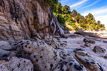 Weathered Limestone Rock Formation with Mussels and Forest in Background, Abel Tasman, New Zealand