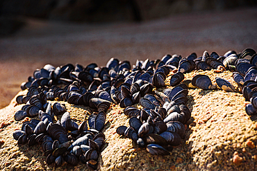 Cluster of Black Mussels Clinging to Wet Rock Surface on the Shoreline, Abel Tasman Coast, New Zealand