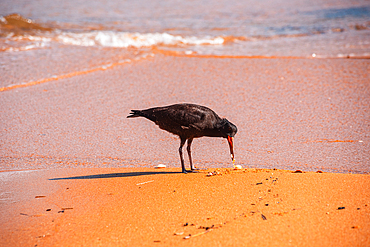 Single Variable Oystercatcher Probing Sand with Beak in Shallow Water, Abel Tasman, New Zealand